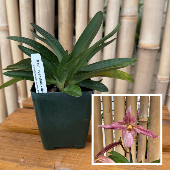 Paph. roebelinii x delenatii (Plant Only) Paph. roebelinii x delenatii (Plant Only)