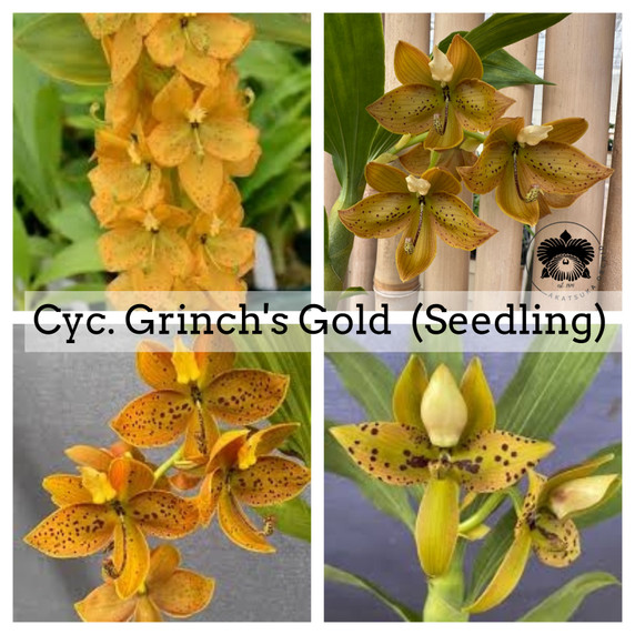 Cyc. Grinch's Gold AM/AOS (4" Pot) - Buds Cyc. Grinch's Gold AM/AOS (4" Pot) - Buds