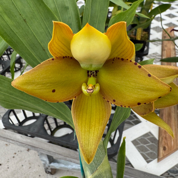 Cyc. Grinch's Gold AM/AOS (4" Pot) - Female Flowers Cyc. Grinch's Gold AM/AOS (4" Pot) - Female Flowers