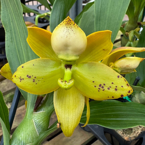 Cyc. Grinch's Gold AM/AOS (4" Pot) - Female Flowers Cyc. Grinch's Gold AM/AOS (4" Pot) - Female Flowers
