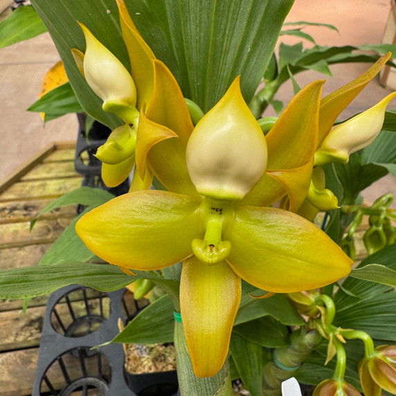 Cyc. Grinch's Gold AM/AOS (4" Pot) - Female Flowers Cyc. Grinch's Gold AM/AOS (4" Pot) - Female Flowers