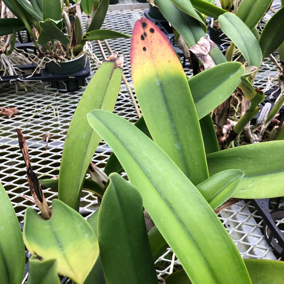 Overgrown 5.5" Pot Cattleyas (Seedling) - BB