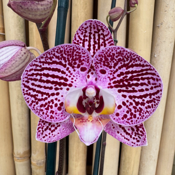 Phal. Impulsive (Single Spike) Phal. Impulsive (Single Spike)