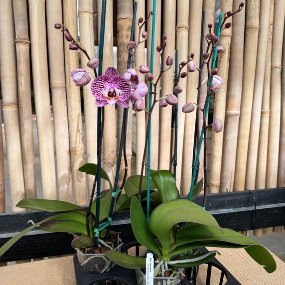 Phal. Impulsive (Single Spike) Phal. Impulsive (Single Spike)