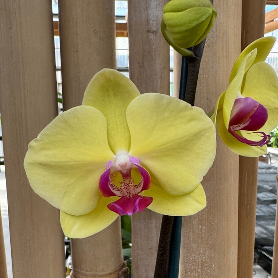 Phal. Golden Tree (Single Spike) Phal. Golden Tree (Single Spike)