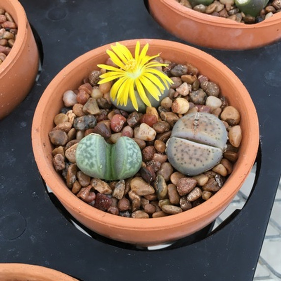 Lithops in 3" Clay Pot