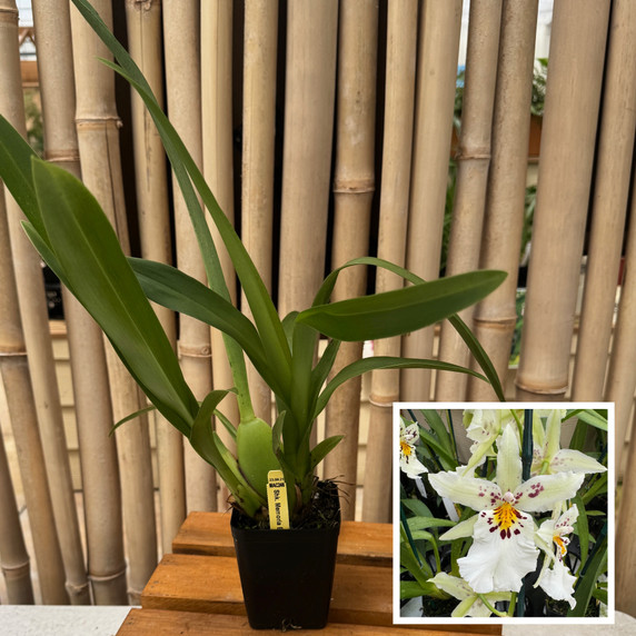 Shk. Memoria Bob Hill 'Whitish' (4" Pot) - Not Blooming Shk. Memoria Bob Hill 'Whitish' (4" Pot) - Not Blooming