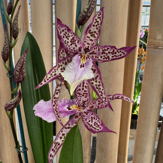 Alcra. Memoria Donald Yamada 'FJ-72' (Not Blooming) Alcra. Memoria Donald Yamada 'FJ-72' (Not Blooming)