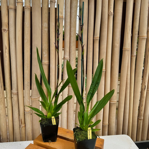 Alcra. Memoria Donald Yamada 'FJ-72' (Not Blooming) Alcra. Memoria Donald Yamada 'FJ-72' (Not Blooming)