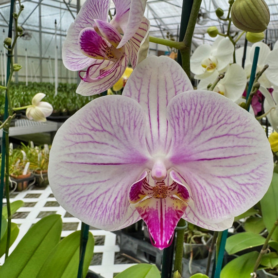 Phal. Razzle Dazzle (Double Spike) Phal. Razzle Dazzle (Double Spike)