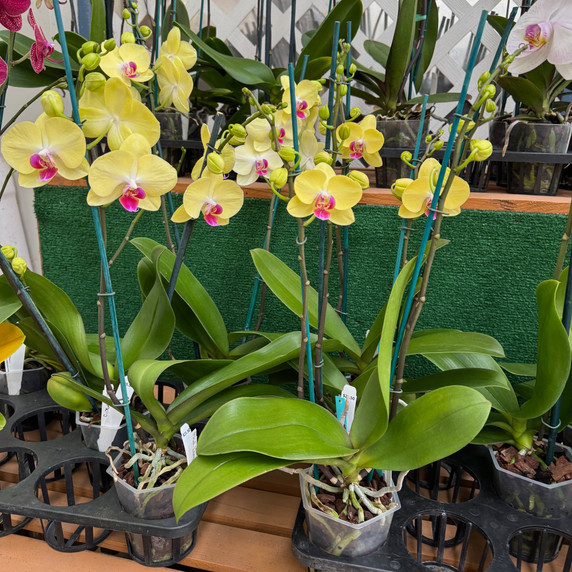 Phal. Limelight (Single Spike) Phal. Limelight (Single Spike)