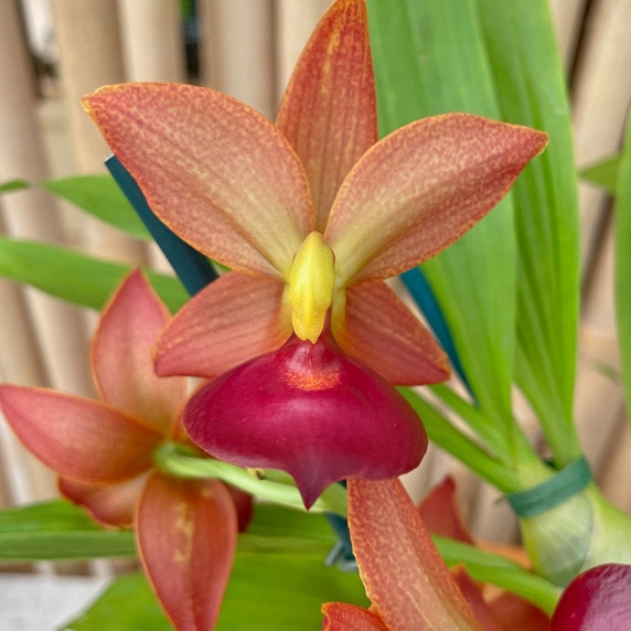 Cyc. Taiwan Gold 'Orange' (5.5" Pot) - Not Blooming Cyc. Taiwan Gold 'Orange' (5.5" Pot) - Not Blooming