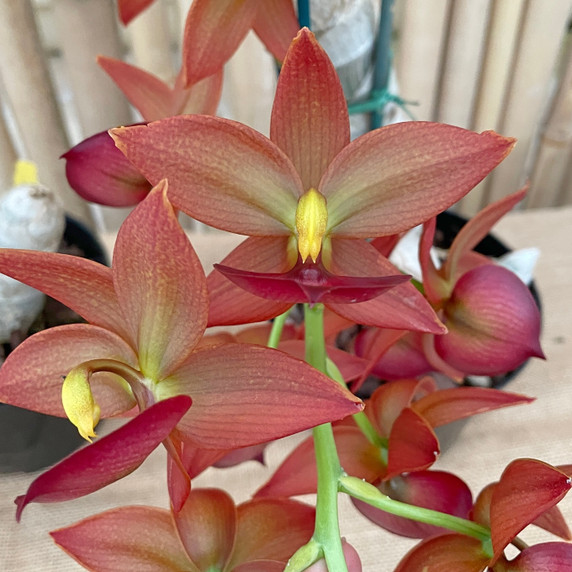 Cyc. Taiwan Gold 'Orange' (5.5" Pot) - Not Blooming Cyc. Taiwan Gold 'Orange' (5.5" Pot) - Not Blooming