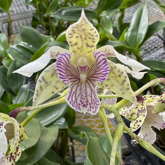 Den. Royal Chip 'Pinkie' x Den. polysema (5.5" Pot - Budded) Den. Royal Chip 'Pinkie' x Den. polysema (5.5" Pot - Budded)