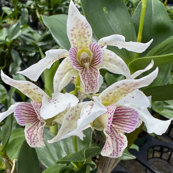 Den. Royal Chip 'Pinkie' x Den. polysema (5.5" Pot - Budded) Den. Royal Chip 'Pinkie' x Den. polysema (5.5" Pot - Budded)