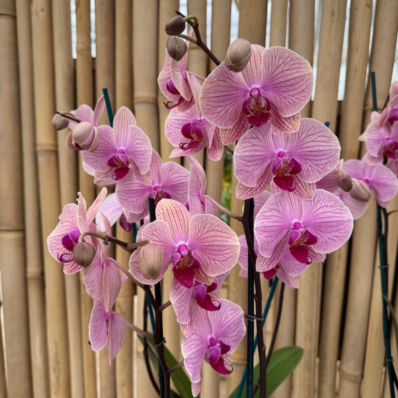 Phal. Tropic Wonderland (Double Spike) - OPEN BLOOMS