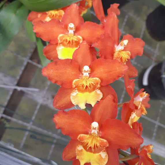 Oncostele Lava Zone 'Mauna Kea' (4"Pot) Oncostele Lava Zone 'Mauna Kea' (4"Pot)