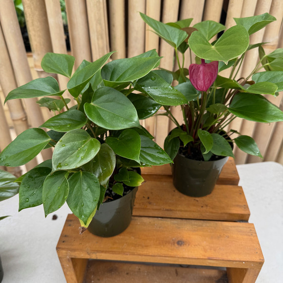 Anth. Deco Purple (4" Pot - Not flowering)