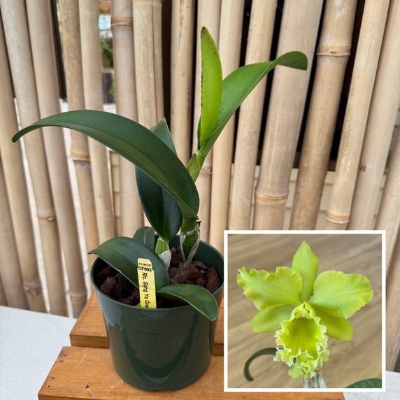 Rlc. Sung Ya Green 'Mailman' (5.5" Pot) - Not Blooming Rlc. Sung Ya Green 'Mailman' (5.5" Pot) - Not Blooming
