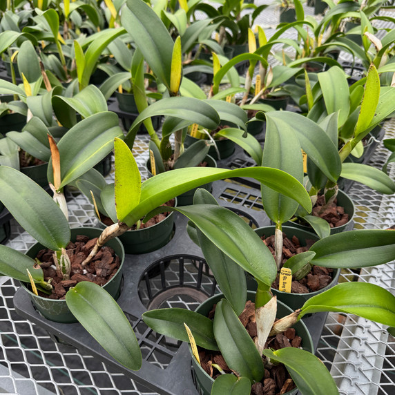 Rlc. Sung Ya Green 'Mailman' (5.5" Pot) - Not Blooming Rlc. Sung Ya Green 'Mailman' (5.5" Pot) - Not Blooming