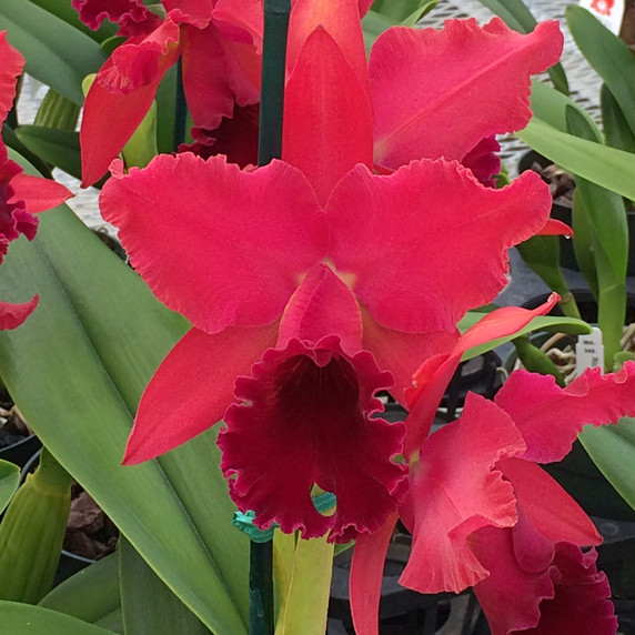 Rlc. Sharon King 'Yuki' FLASK (Cattleya Clone) Rlc. Sharon King 'Yuki' FLASK (Cattleya Clone)