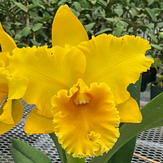 Rlc. Yellow Sunburst 'Volcano Queen' FLASK (Cattleya Clone) Rlc. Yellow Sunburst 'Volcano Queen' FLASK (Cattleya Clone)