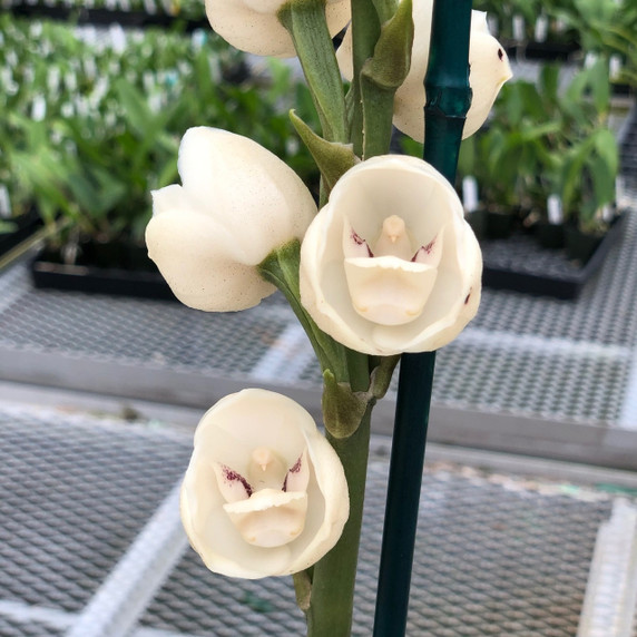 Peristeria elata x sib FLASK (Clone) Peristeria elata x sib FLASK (Clone)