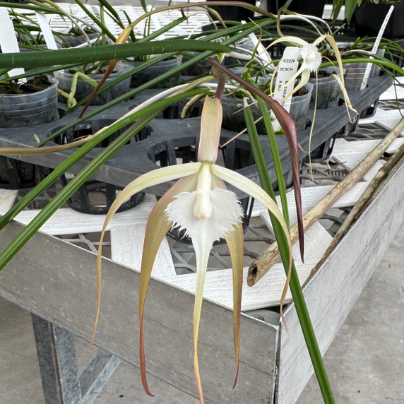 Brassavola cucullata var. appendiculata x sib Brassavola cucullata var. appendiculata x sib