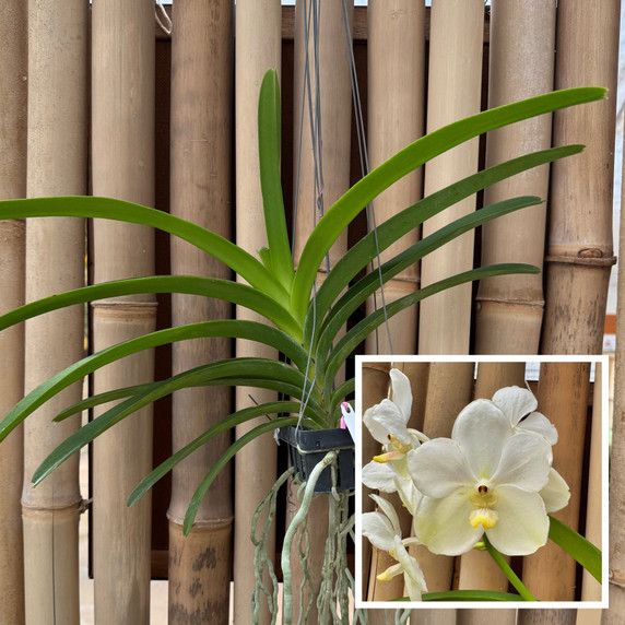 Vandachostylis Ploenpit White (Hanging Basket) - Not Blooming Vandachostylis Ploenpit White (Hanging Basket) - Not Blooming