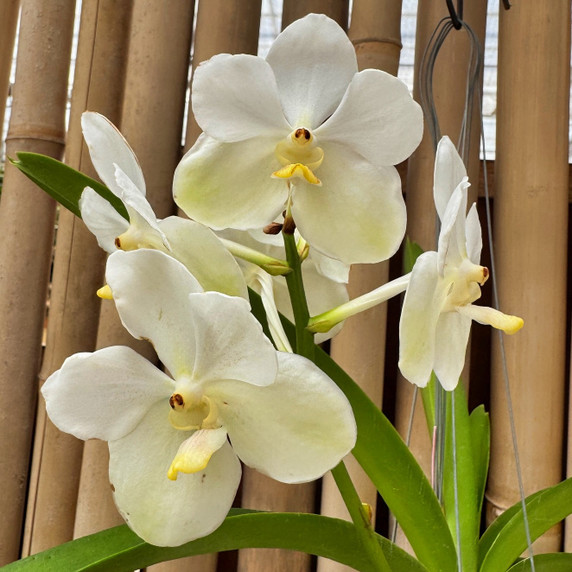 Vandachostylis Ploenpit White (Hanging Basket) - Not Blooming Vandachostylis Ploenpit White (Hanging Basket) - Not Blooming