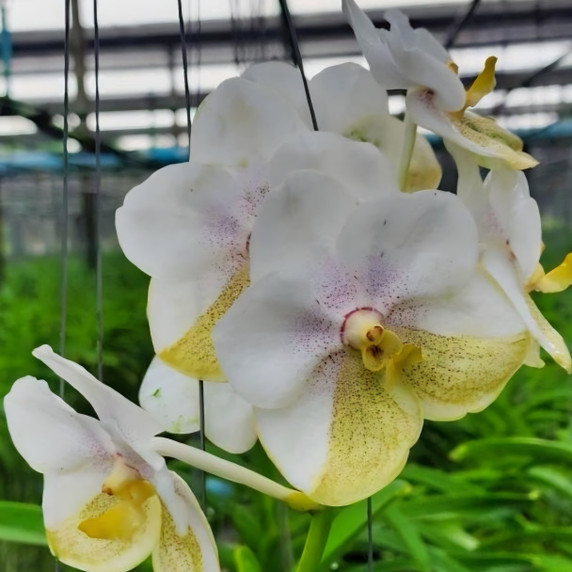 Vanda Luke Nakornsawan (Hanging Basket) - Not Blooming Vanda Luke Nakornsawan (Hanging Basket) - Not Blooming