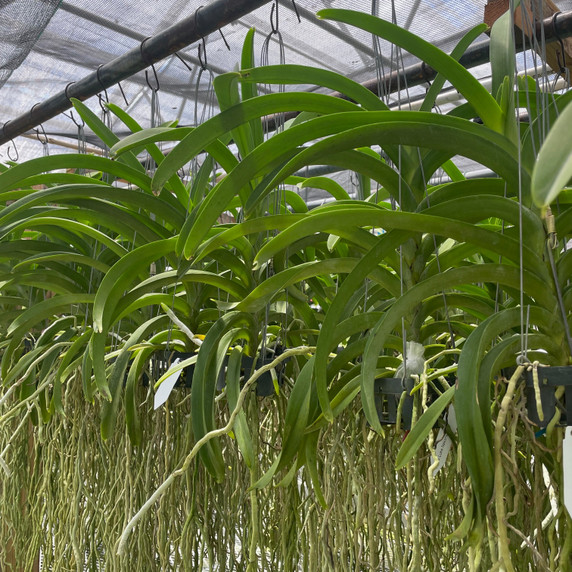 Vanda Luke Nakornsawan (Hanging Basket) - Not Blooming Vanda Luke Nakornsawan (Hanging Basket) - Not Blooming