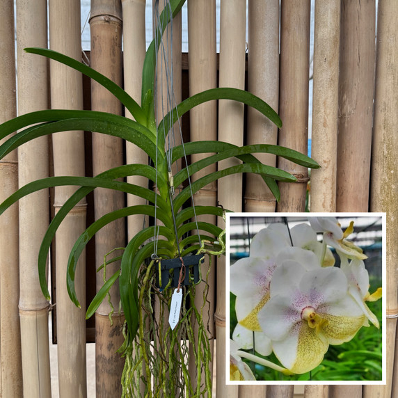 Vanda Luke Nakornsawan (Hanging Basket) - Not Blooming Vanda Luke Nakornsawan (Hanging Basket) - Not Blooming