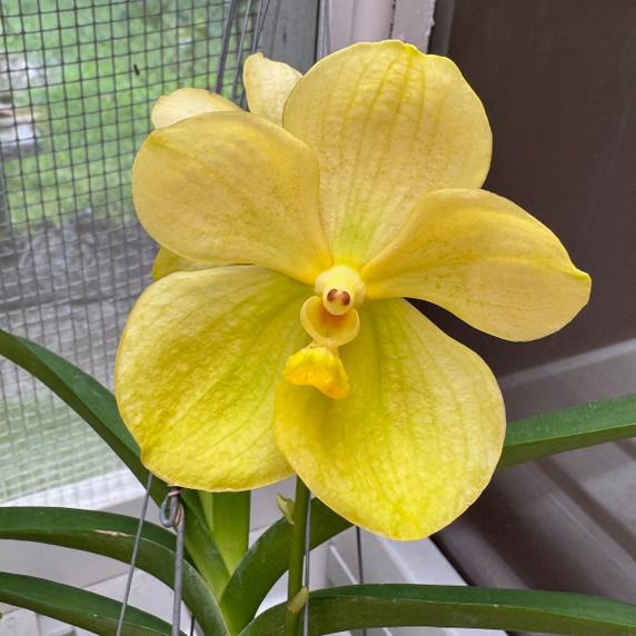 Vanda Luke Pathom Gold (Hanging Basket) - Not Blooming Vanda Luke Pathom Gold (Hanging Basket) - Not Blooming