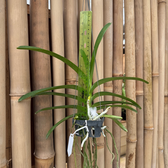 Vanda Luke Pathom Gold (Hanging Basket) - Not Blooming Vanda Luke Pathom Gold (Hanging Basket) - Not Blooming