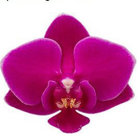Phal. Cosy Candy (Mini Phal- Multi-spike) Phal. Cosy Candy (Mini Phal- Multi-spike)