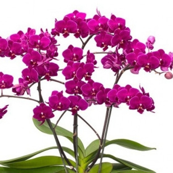 Phal. Cosy Candy (Mini Phal- Multi-spike) Phal. Cosy Candy (Mini Phal- Multi-spike)