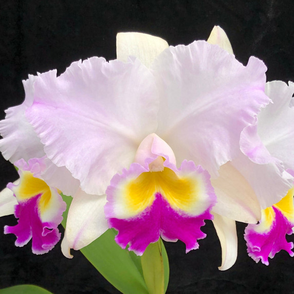 Rlc. Dreamspinner 'Volcano Queen' (5.5" Pot) -Not Blooming Rlc. Dreamspinner 'Volcano Queen' (5.5" Pot) -Not Blooming