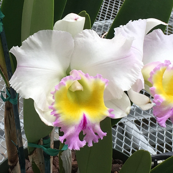 Rlc. Heavenly Sweet 'Volcano Queen' (5.5" Pot) -Not Blooming Rlc. Heavenly Sweet 'Volcano Queen' (5.5" Pot) -Not Blooming