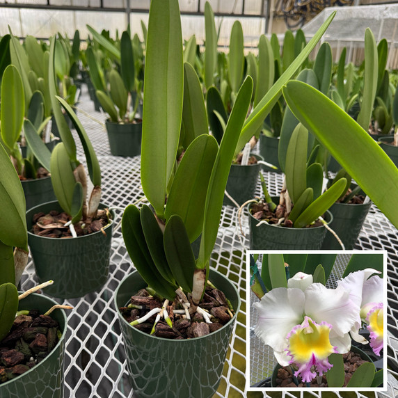Rlc. Heavenly Sweet 'Volcano Queen' (5.5" Pot) -Not Blooming Rlc. Heavenly Sweet 'Volcano Queen' (5.5" Pot) -Not Blooming