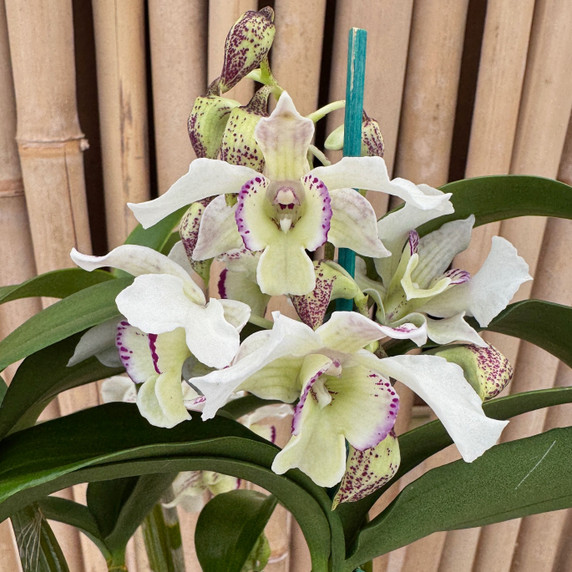 Den. Royal Nora (5.5" Pot) - OPEN BLOOMS Den. Royal Nora (5.5" Pot) - OPEN BLOOMS