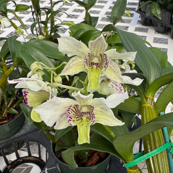 Den. Royal Nora (5.5" Pot) - OPEN BLOOMS