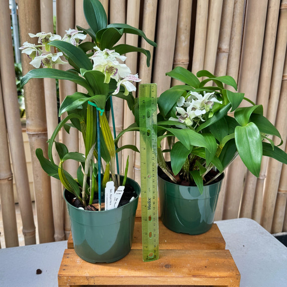 Den. Royal Nora (5.5" Pot) - OPEN BLOOMS