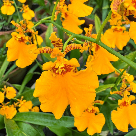 Oncidesa Gower Ramsey 'Orange Delight' (Not Blooming) Oncidesa Gower Ramsey 'Orange Delight' (Not Blooming)