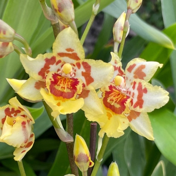 Odontocidium Parquet 'Uptown Girl' (4" Pot) - Not Blooming Odontocidium Parquet 'Uptown Girl' (4" Pot) - Not Blooming