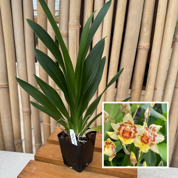 Odontocidium Parquet 'Uptown Girl' (4" Pot) - Not Blooming Odontocidium Parquet 'Uptown Girl' (4" Pot) - Not Blooming