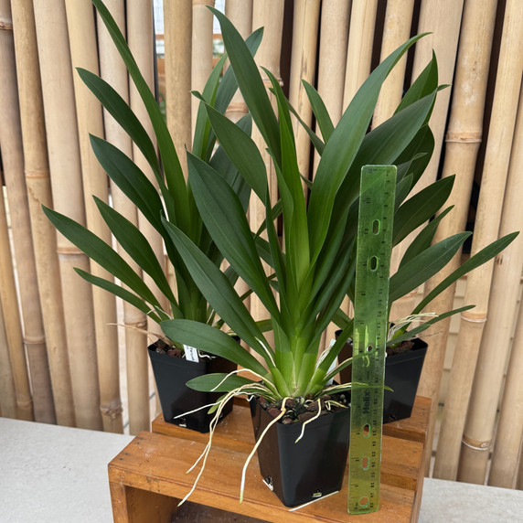 Odontocidium Parquet 'Uptown Girl' (4" Pot) - Not Blooming Odontocidium Parquet 'Uptown Girl' (4" Pot) - Not Blooming