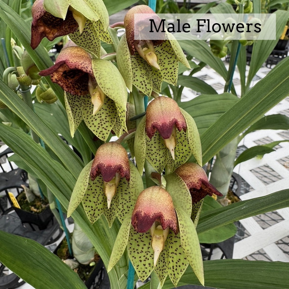 Catasetum sanguineum x Ctsm. Melana Davison 'Sunset' (4" Pot) Catasetum sanguineum x Ctsm. Melana Davison 'Sunset' (4" Pot)