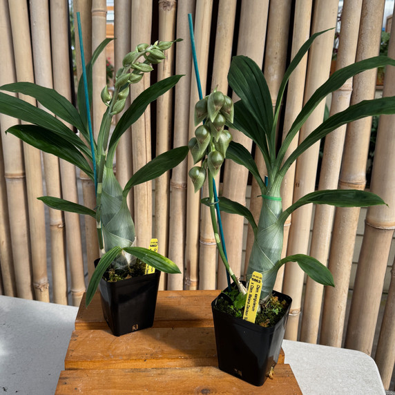 Catasetum sanguineum x Ctsm. Melana Davison 'Sunset' (4" Pot) Catasetum sanguineum x Ctsm. Melana Davison 'Sunset' (4" Pot)