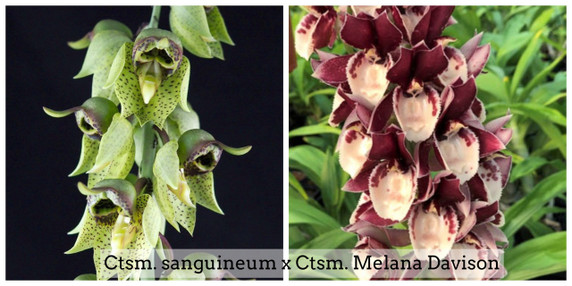 Ctsm. sanguineum x Ctsm. Melana Davison 'Sunset' (4" Pot) - Not Blooming Ctsm. sanguineum x Ctsm. Melana Davison 'Sunset' (4" Pot) - Not Blooming